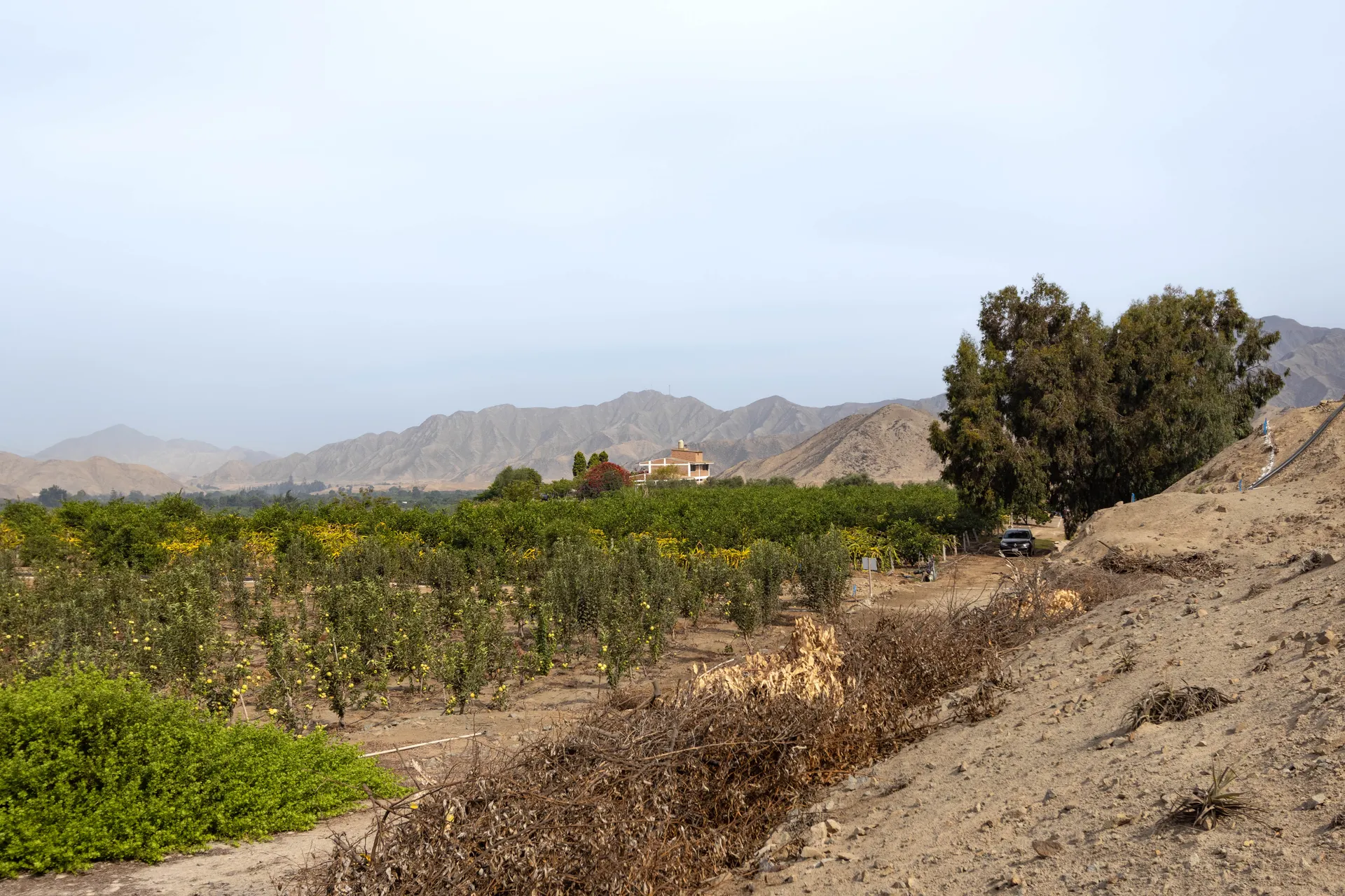 Naturaleza y árboles frutales